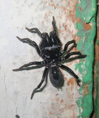 Atypus muralis