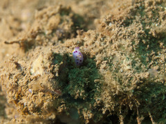 Mexichromis