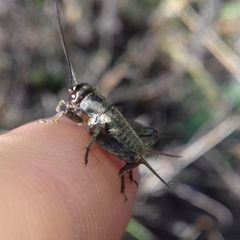 Modicogryllus frontalis