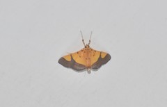 Endocrossis flavibasalis