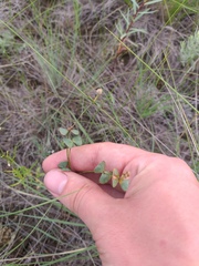 Euphorbia microcarpa