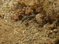 Hypselodoris infucata