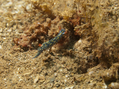 Hypselodoris infucata