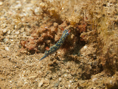 Hypselodoris infucata