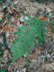 Dryopteris carthusiana