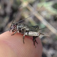 Modicogryllus frontalis