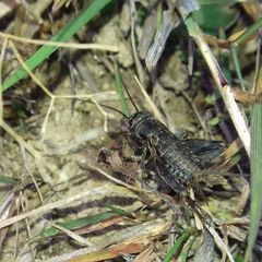 Modicogryllus frontalis