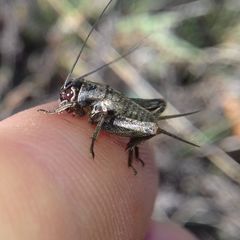 Modicogryllus frontalis