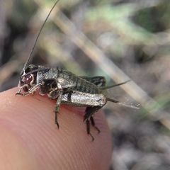 Modicogryllus frontalis
