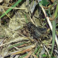 Modicogryllus frontalis