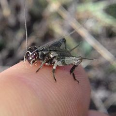 Modicogryllus frontalis