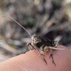 Modicogryllus frontalis