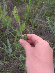 Chondrilla latifolia