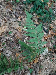 Dryopteris carthusiana