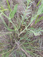 Chondrilla latifolia