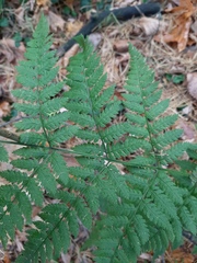 Dryopteris carthusiana