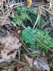 Galium aparine
