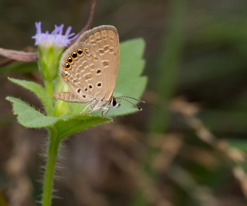 Jewelled Grass-blue photo 2