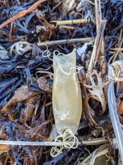 Scyliorhinus canicula