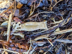 Scyliorhinus canicula