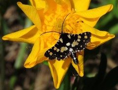 Pseudothyris sepulchralis