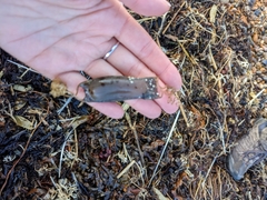 Scyliorhinus canicula