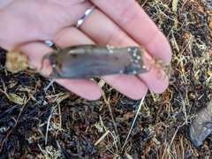 Scyliorhinus canicula