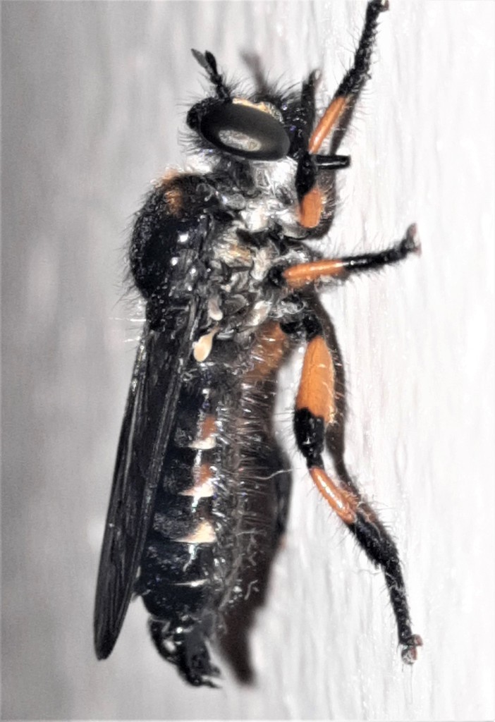 Laphria fulvipes