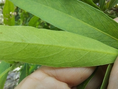 Notelaea microcarpa