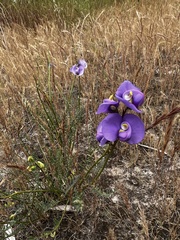 Swainsona procumbens