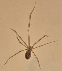 Smeringopus pallidus