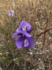 Swainsona procumbens