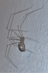 Smeringopus pallidus