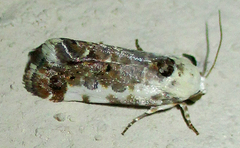 Acontia ectorrida