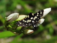 Pseudothyris sepulchralis