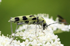 Chlorophorus herbstii