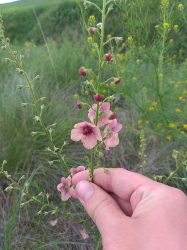 Verbascum × rubiginosum, photograph 3