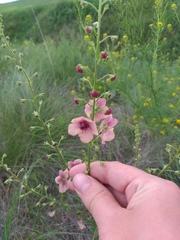 Verbascum × rubiginosum
