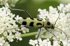 Chlorophorus herbstii