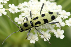 Chlorophorus herbstii