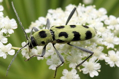 Chlorophorus herbstii