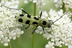 Chlorophorus herbstii