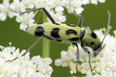 Chlorophorus herbstii