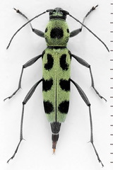 Chlorophorus herbstii