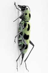 Chlorophorus herbstii