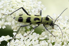 Chlorophorus herbstii