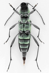 Chlorophorus herbstii