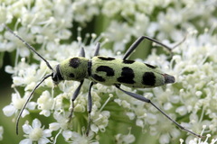 Chlorophorus herbstii