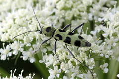 Chlorophorus herbstii