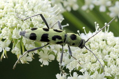 Chlorophorus herbstii